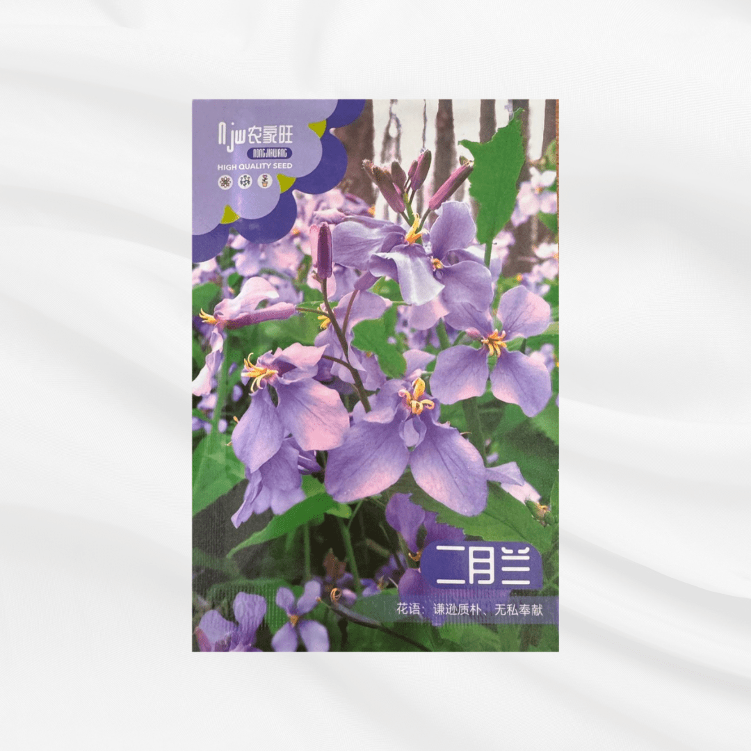 February Orchid Seeds – Premium Imported Garden Seeds in Bangladesh - Bonoya