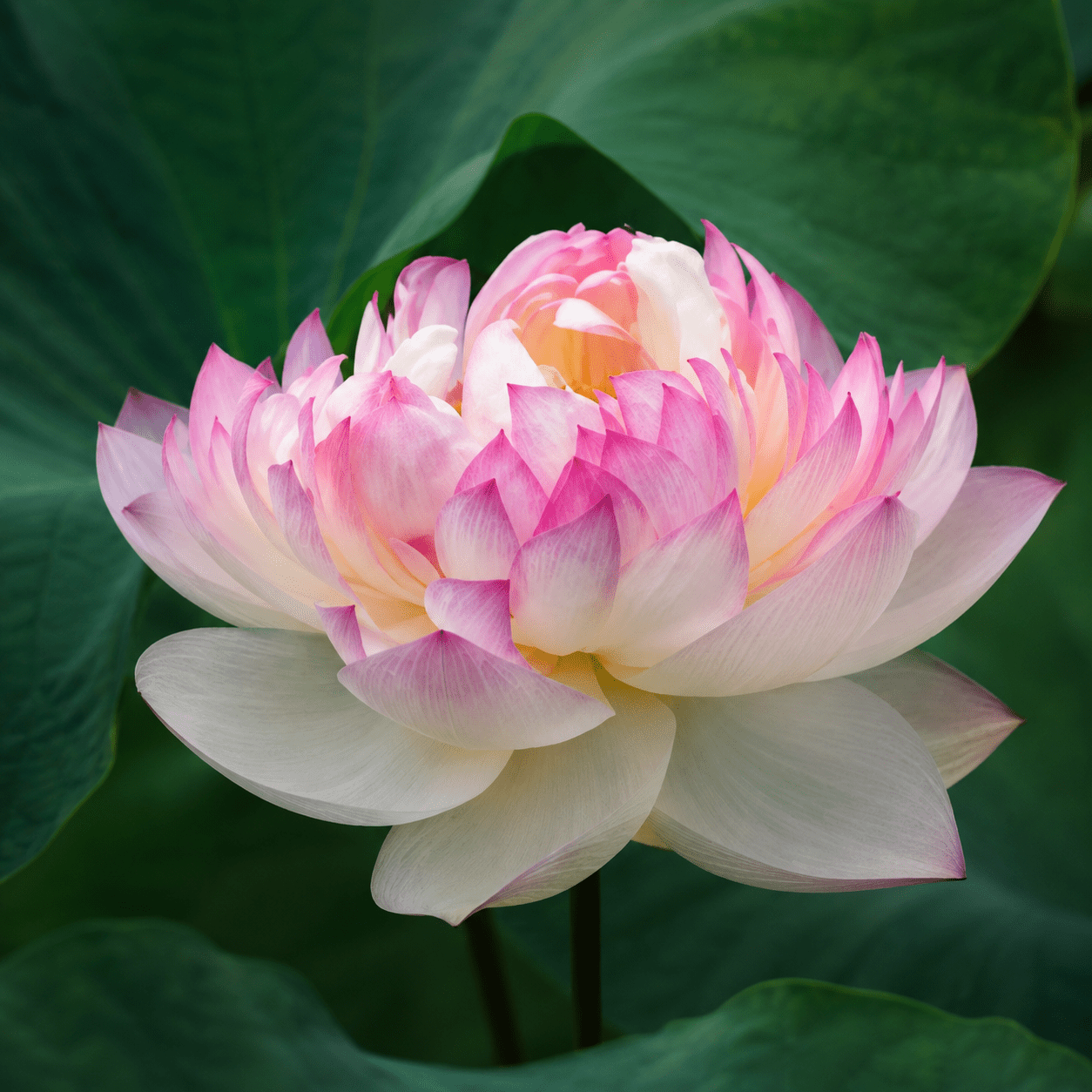 Lotus Seed 5 | Imported - Bonoya