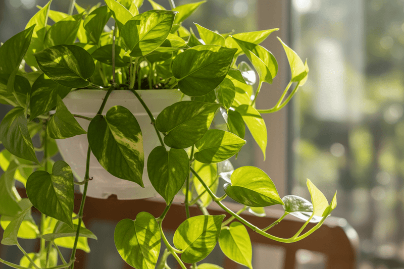 মানি প্ল্যান্ট / গোল্ডেন পাথোস পরিচর্যা গাইড - Bonoya