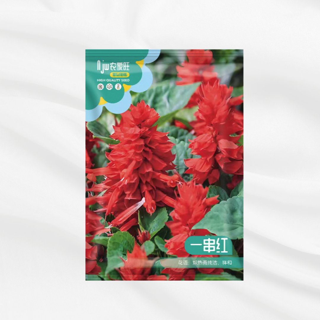 Scarlet Sage Flower Seeds – Premium Imported Garden Seeds in Bangladesh