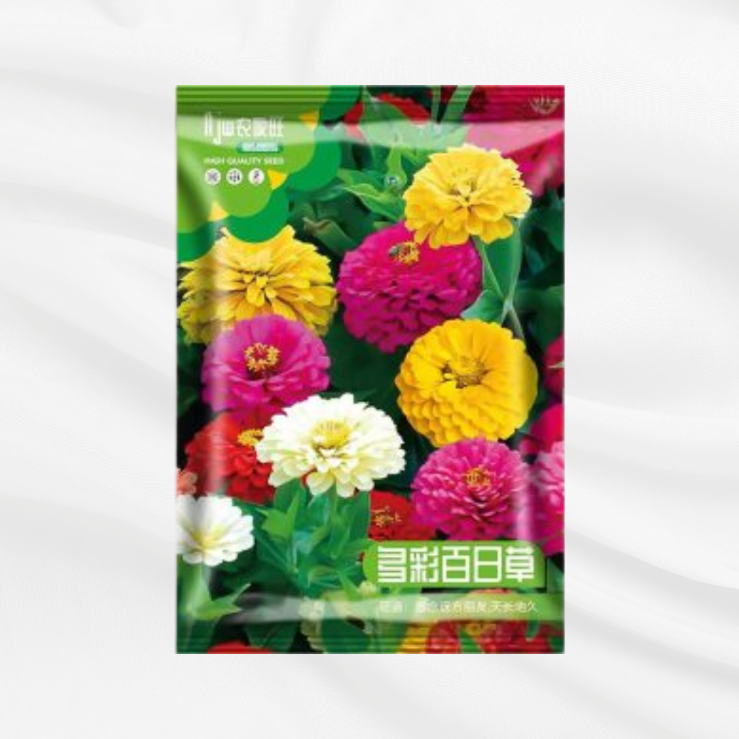 Colorful Centiday Seeds – Premium Imported Garden Seeds in Bangladesh - Bonoya