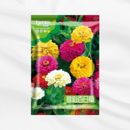 Colorful Centiday Seeds – Premium Imported Garden Seeds in Bangladesh - Bonoya