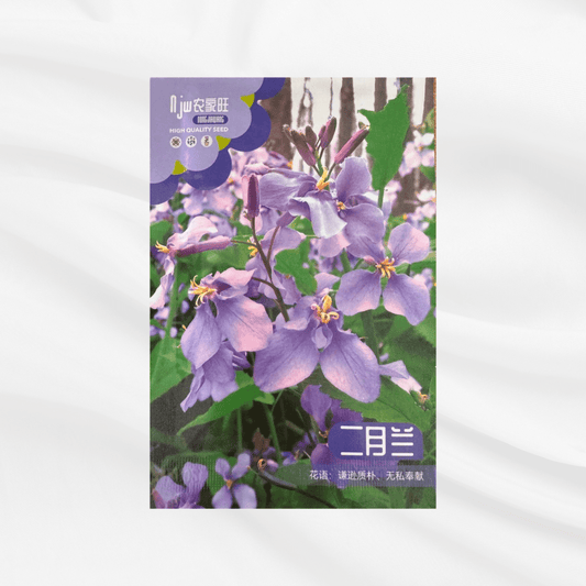 February Orchid Seeds – Premium Imported Garden Seeds in Bangladesh - Bonoya