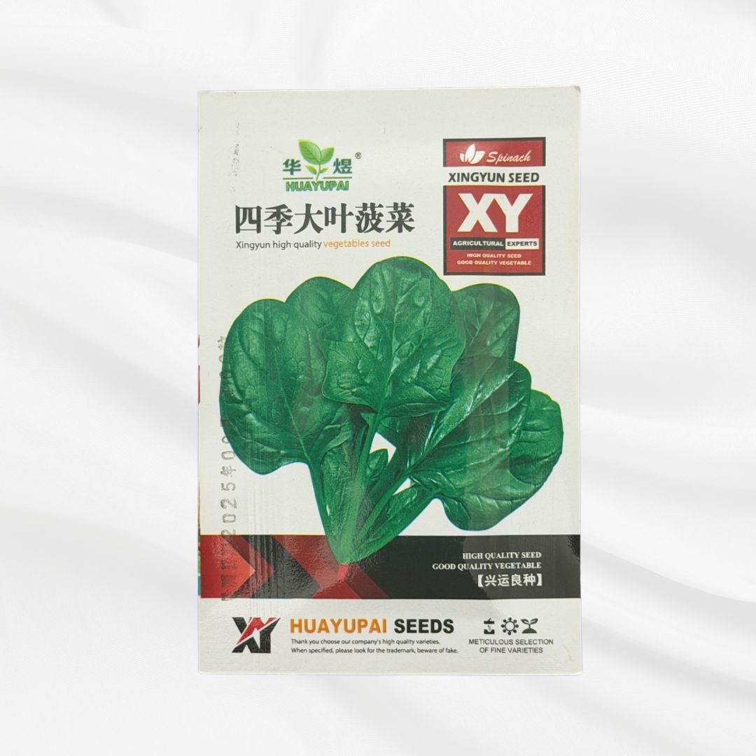Four Season Large Leaf Spinach Seed – Premium High Yield Variety - Bonoya