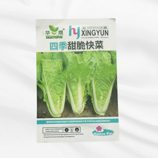 Four Season Sweet Crisp Chinese Cabbage Seed – Premium Fast Growing Variety - Bonoya