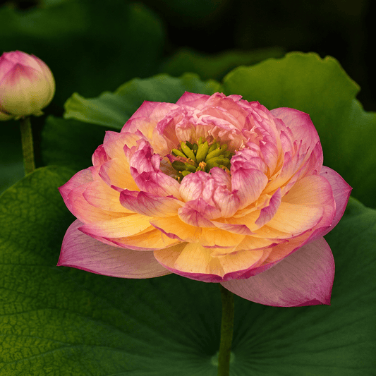 Lotus Seed 2 | Imported - Bonoya