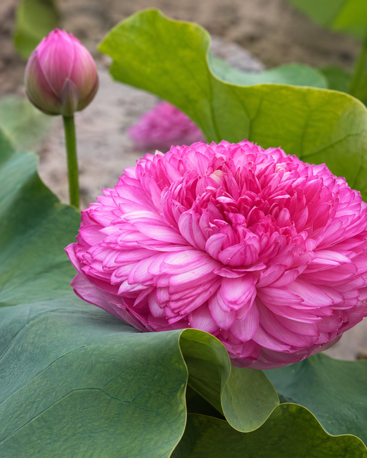 Lotus Seed 21 | Imported - Bonoya