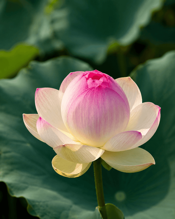 Lotus Seed 22 | Imported - Bonoya