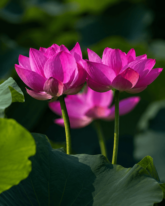 Lotus Seed 27 | Imported - Bonoya