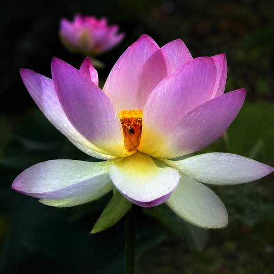 Lotus Seed 28 | Imported - Bonoya