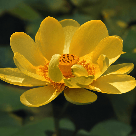 Lotus Seed 3 | Imported - Bonoya