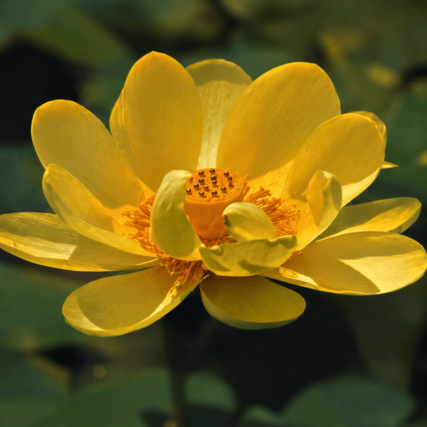 Lotus Seed 3 | Imported - Bonoya