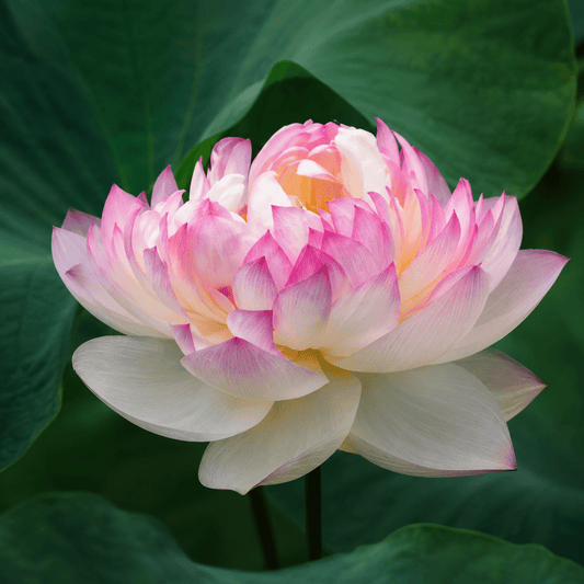 Lotus Seed 5 | Imported - Bonoya