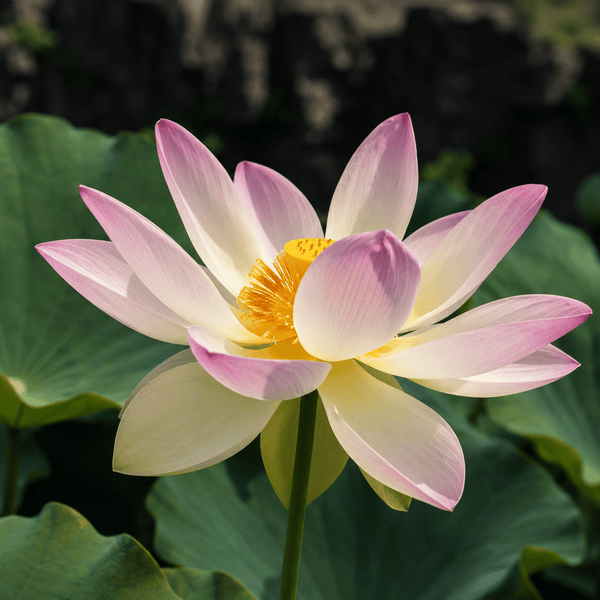 Lotus Seed 9 | Imported - Bonoya