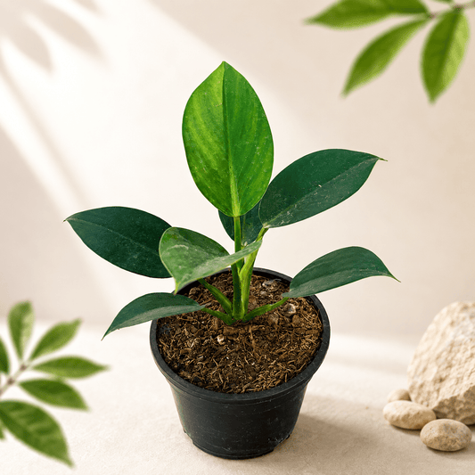 Philodendron Birkin Indoor Plant - Bonoya