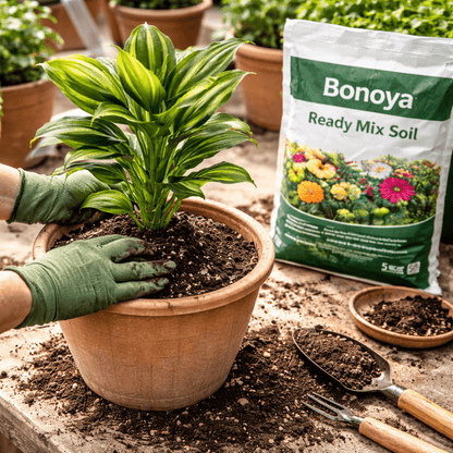 Ready Mix Soil 5kg balanced potting soil for plants