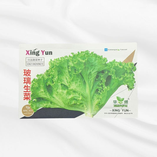 Xing Yun Glass Lettuce Seed – Premium Curly Leaf Variety - Bonoya